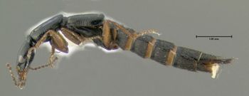 Media type: image;   Entomology 601531 Aspect: habitus lateral view